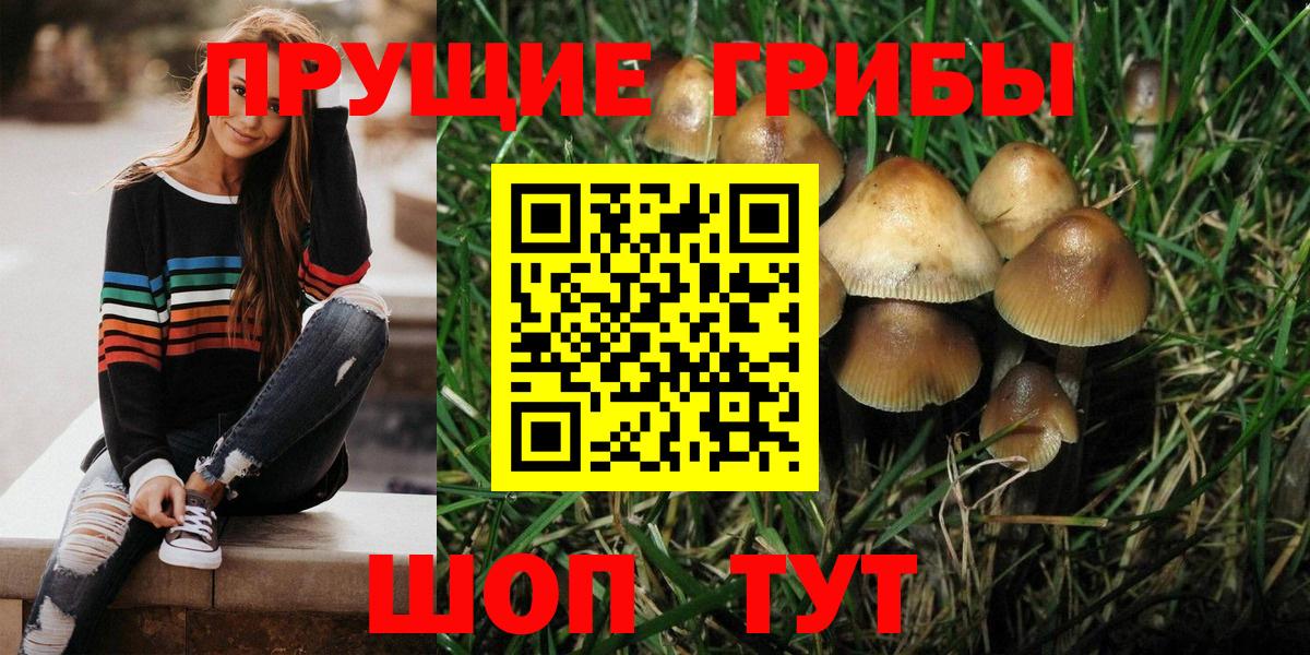 Галлюциногенные грибы Psilocybine cubensis Кольчугино